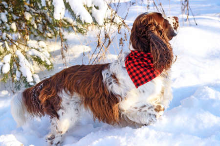 Pet dog breed English springer spaniel wearing bandana stand in winter forestの写真素材