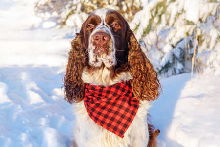 Pet dog breed English springer spaniel wearing bandana sitting in winter forestの写真素材