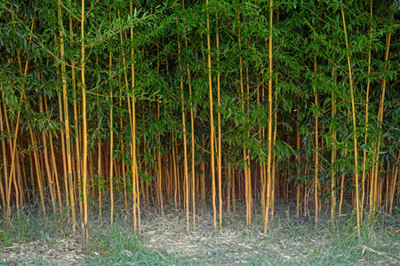 Plantation of tropical bamboo plants with green leavesの写真素材