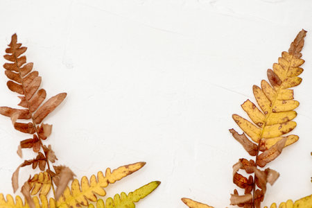 Dried yellowed autumn fern leaves put on white background