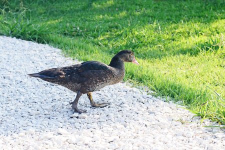 Dirty duck walks from water on gravel path to green grassの写真素材