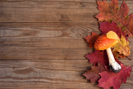 Bright death cap and red leaves on wooden background