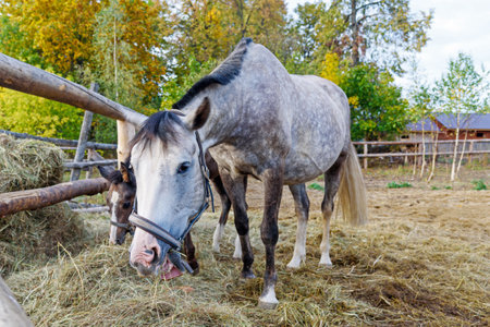 Grey horse with harness eats hey near wooden fence on ranchの写真素材