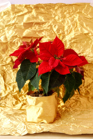 Christmas red flower poinsettia on golden paper background.の写真素材