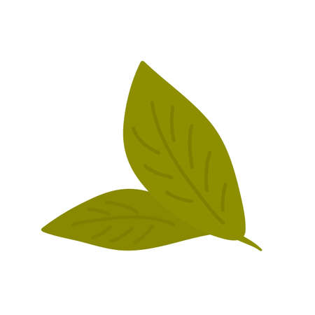 Vector green tea leaves on white backgroundのイラスト素材