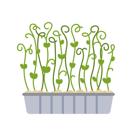 Microgreens pea growing in a plastic containerのイラスト素材
