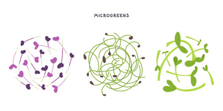 Set of fresh micro greens, onion, basilのイラスト素材