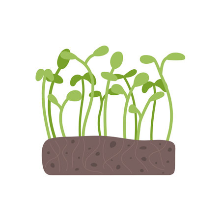 Fresh organic micro greens growing in soilのイラスト素材