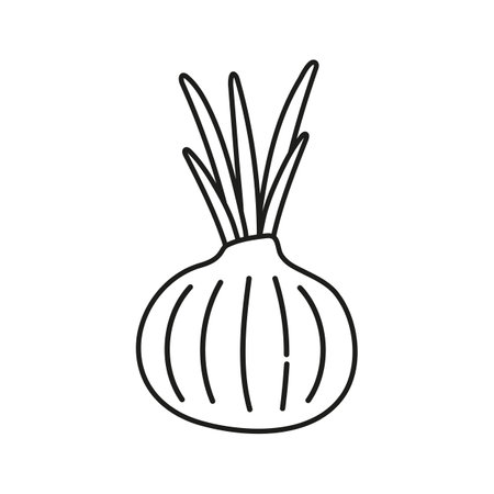Whole onion doodle icon on a white background.のイラスト素材