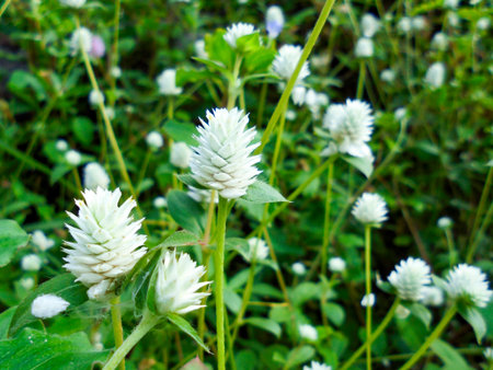 Alternanthera philoxeroides, white grass flowerの写真素材