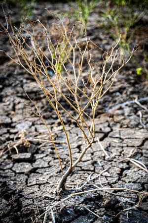 die dry plant on the dry crack landの写真素材
