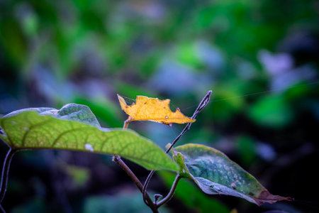 green vines grass plant in bushの写真素材