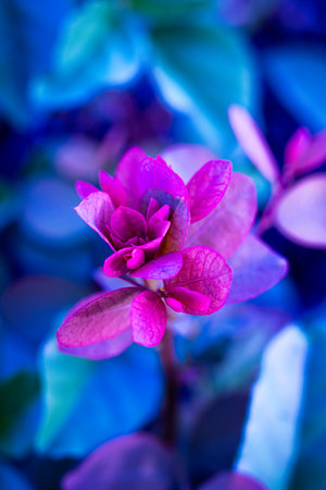New red Plants grow on burned landの写真素材