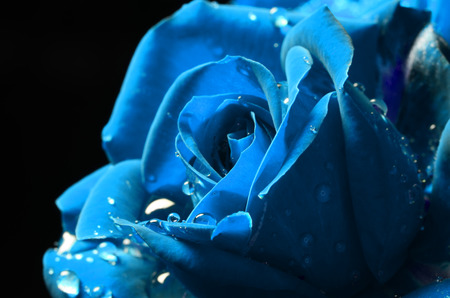 Celestial Blue macro rose with dew on black background.の写真素材