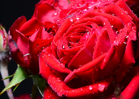 Red macro rose with dew on black background.の写真素材