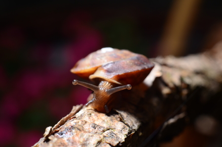 Incredibly Striking Photos of Snails. Little snail.の写真素材