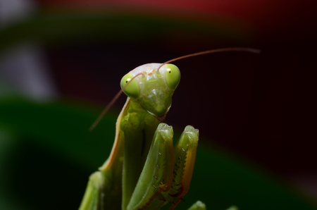Macro portrait Mantis religiosa.の写真素材