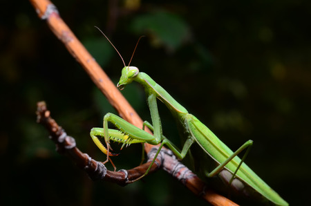Macro portrait Mantis religiosa.の写真素材