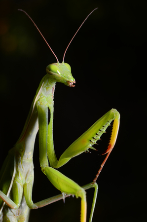 Macro portrait Mantis religiosa.の写真素材