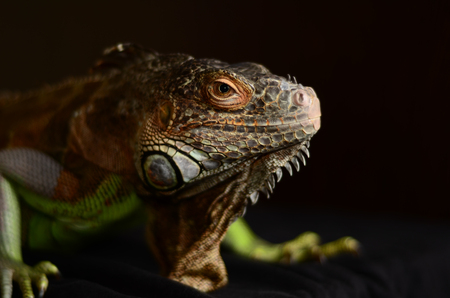 Green iguana (Iguana iguana) on a black backgroundの写真素材