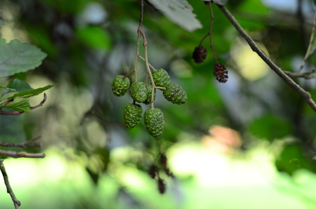 Green alderの写真素材