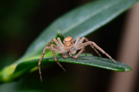 Spider on a green leaf cleans paws (Philodromus dispar)の写真素材