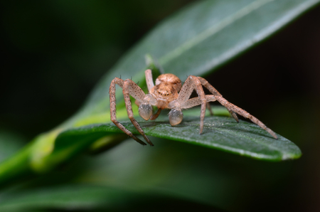 Spider on a green leaf cleans paws (Philodromus dispar)の写真素材