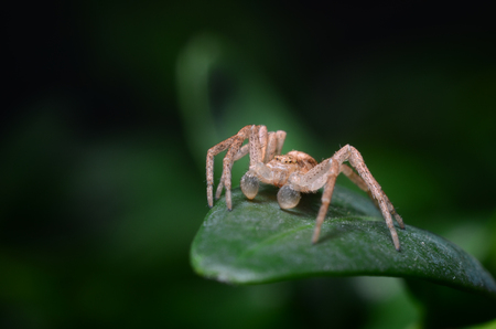 Spider on a green leaf (Philodromus dispar)の写真素材