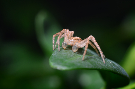 Spider on a green leaf is looking for a victimの写真素材