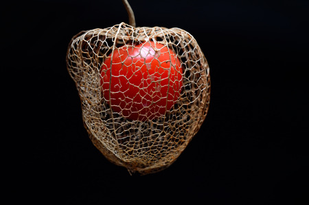Beautiful Physalis in cell.の写真素材