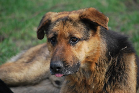 Sad stray dogの写真素材