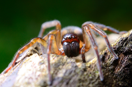 Scary spider in the gardenの写真素材