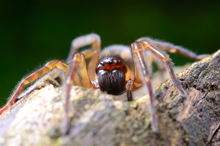 Scary spider in the gardenの写真素材