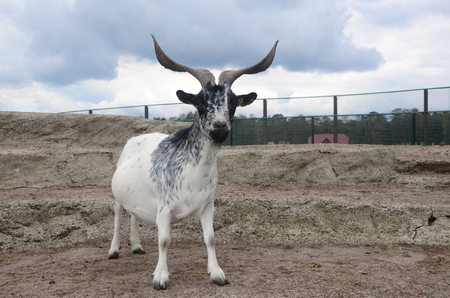 Goat with big hornsの写真素材