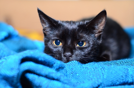 Beautiful black cat playsの写真素材
