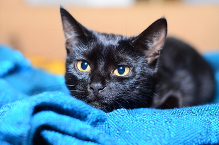 Beautiful black cat playsの写真素材