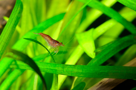 Shrimp swims in aquarium with green plantsの写真素材