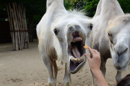Funny camel in zooの写真素材