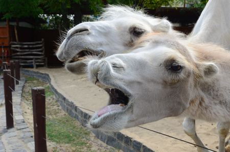 Funny camel in zooの写真素材