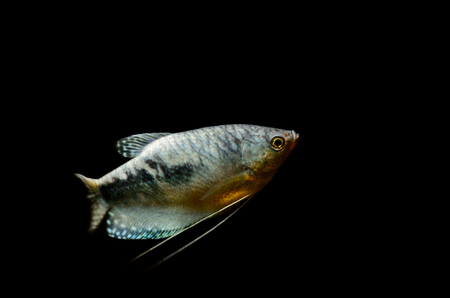 Three spot gourami, blue gourami aquarium fish isolated on a black background. Trichogaster...