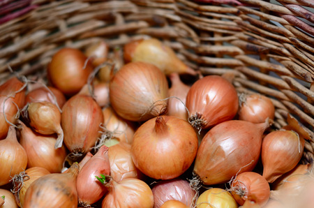 Fresh onions in the basketの写真素材