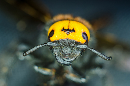 Portrait of a hornetの写真素材