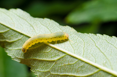 Caterpillar on a leafの写真素材