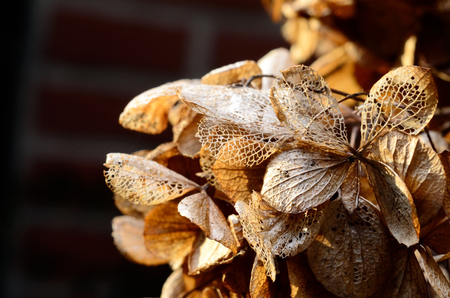 Dead hydrangea flowers in winterの写真素材