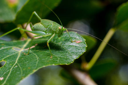 Grasshopper on leafの写真素材