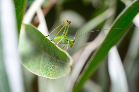 Grasshopper on a branchの写真素材