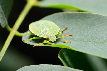 Green shield bugの写真素材