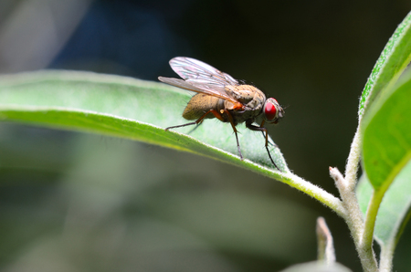 Fly on a leafの写真素材