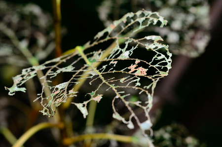 Skeleton leaf after caterpillarの写真素材