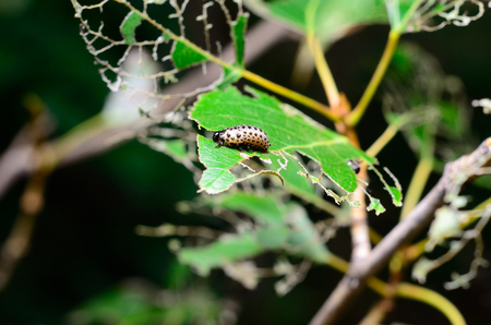 Caterpillar eating leafの写真素材